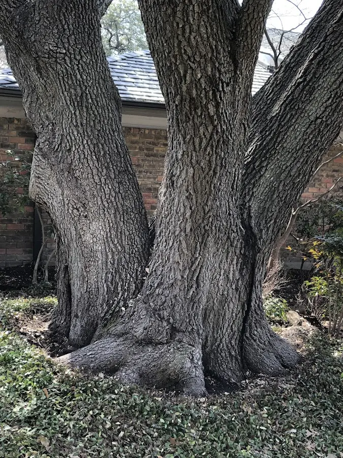 Mature heritage tree close to a Narrowsburg property cared for by certified arborists